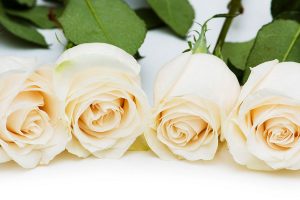 pink-and-blue-four-set-of-white-rose-day-wallpaper