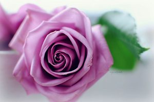 Pink and blue lavender rose day whats app dp, facebook profile pic, wallpaper