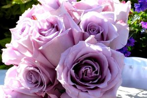 pink-and-blue-lavender-rose-whatsapp-dp