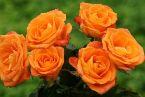 Pink and blue orange rose day whats app dp, facebook profile pic, wallpaper