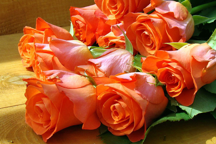 pink-and-blue-orange-rose-day-wallpaper