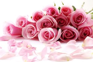 Download Rose Day Whats App Dps, Valentine Wallpapers, Proposing a Boy with pink rose