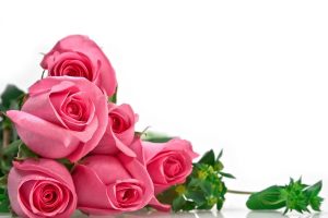 Download Rose Day Whats App Dps, Valentine Wallpapers, Proposing a girl with pink rose