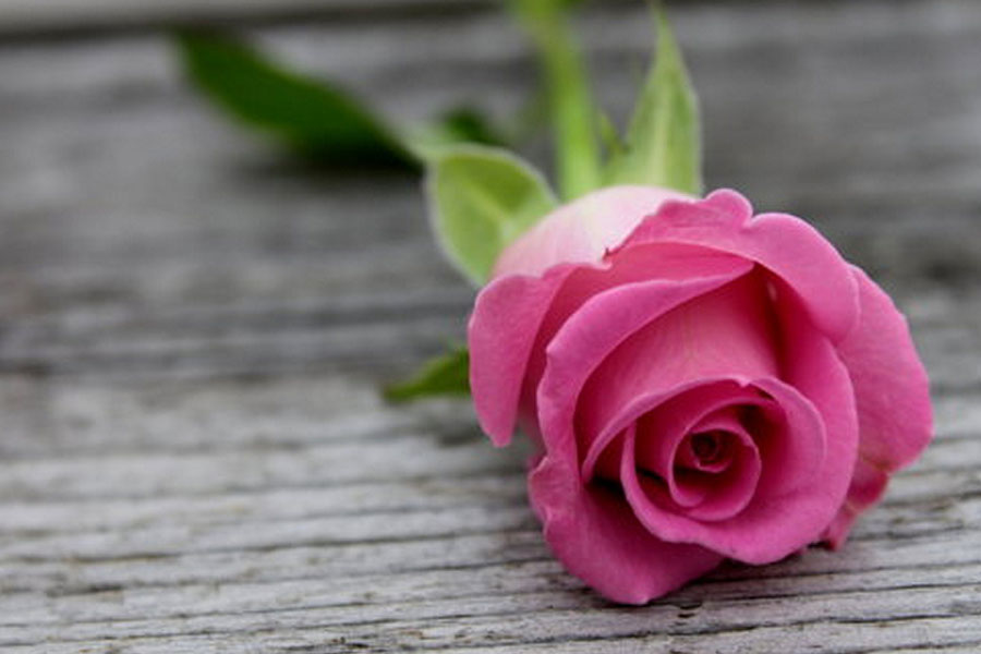 pink-and-blue-pink-rose-day-single-flower