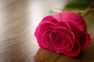 Download Rose Day Whats App Dps, Valentine Wallpapers, Pink Rose