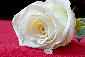 Download Rose Day Whats App Dps, Valentine Wallpapers, White Rose