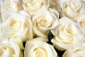 Download Rose Day Whats App Dps, Valentine Wallpapers, White Rose